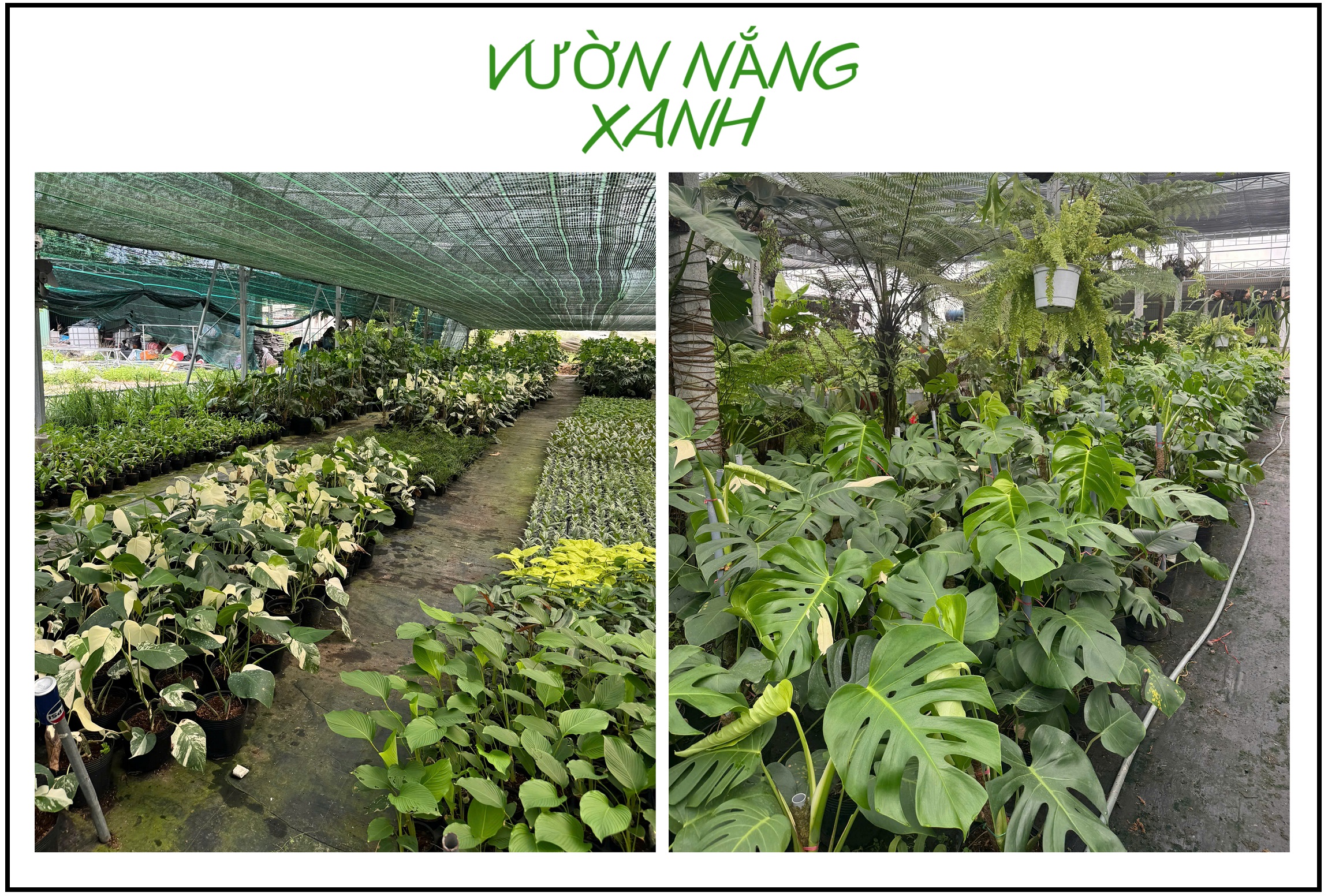Những nhà vườn kiểng lá lớn ở Việt Nam: Vườn Nắng Xanh (Tây Ninh) Những nhà vườn kiểng lá lớn ở Việt Nam: Vườn Nắng Xanh (Tây Ninh)